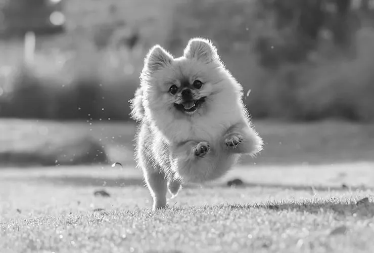 cada cuanto debo cepillar a mi pomerania