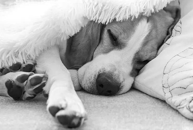 que se le puede dar a un perro con gastroenteritis