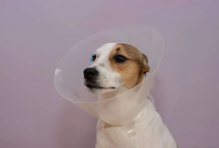 debe un perro usar un collar