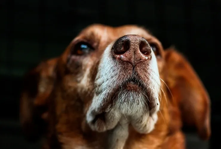 pueden las alergias causar bultos en los perros