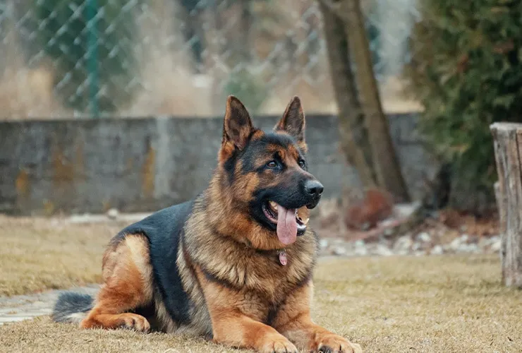 los pastores alemanes son una raza de perro peligrosa