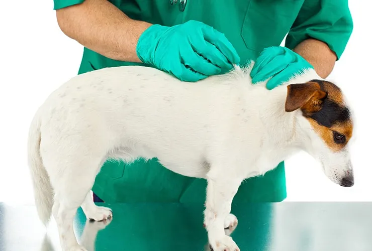 las pulgas pueden enfermar a un perro
