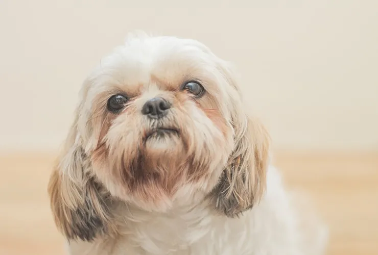 como son los cachorros malshi