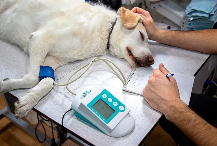 los perros saben cuando están siendo sacrificados