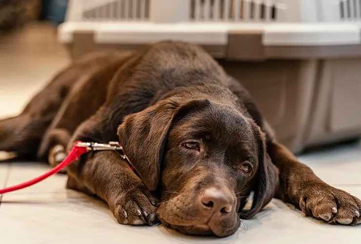 la epilepsia en perros es fatal