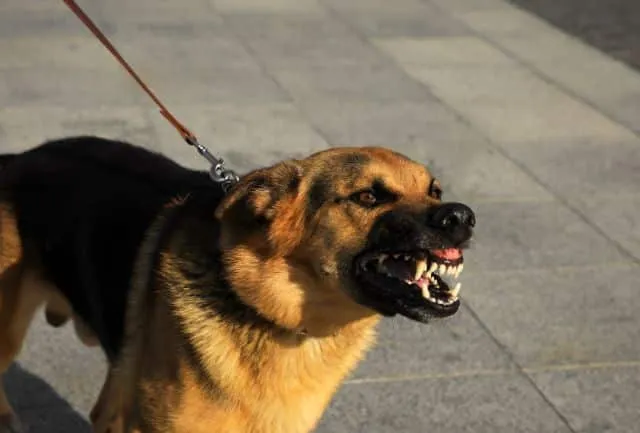 cómo detener el comportamiento agresivo del perro..html.html.html.html