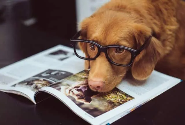 son perros inteligentes de laboratorio