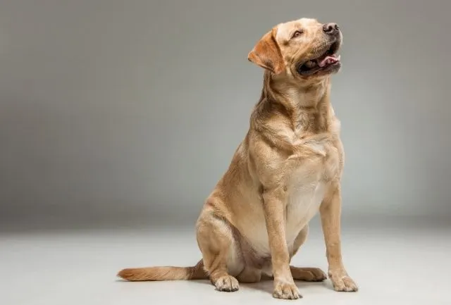 podemos tener un labrador en un apartamento