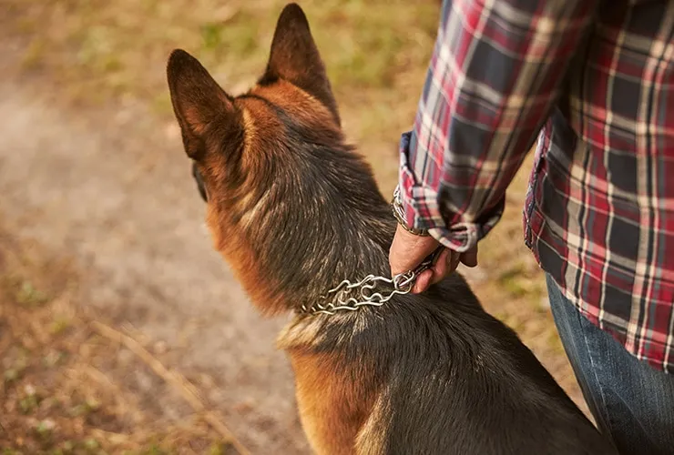 están bien los collares antiladridos para usar en 7 perros pequeños
