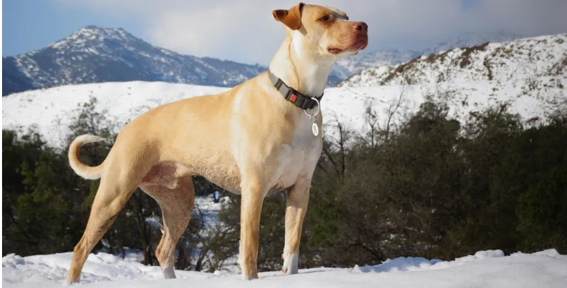 a que edad le puedo poner un collar antiladridos a mi perro