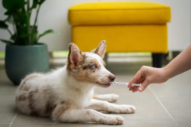 el búfalo azul es bueno para los pitbulls
