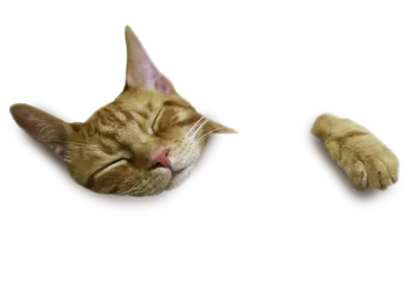 Gato portada