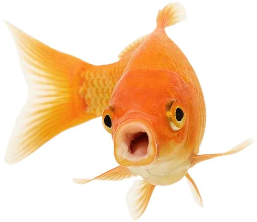 curso-acuariofilia-dato