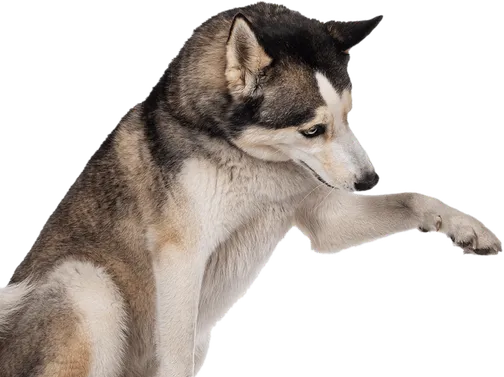 curso-adiestramiento-canino-dato