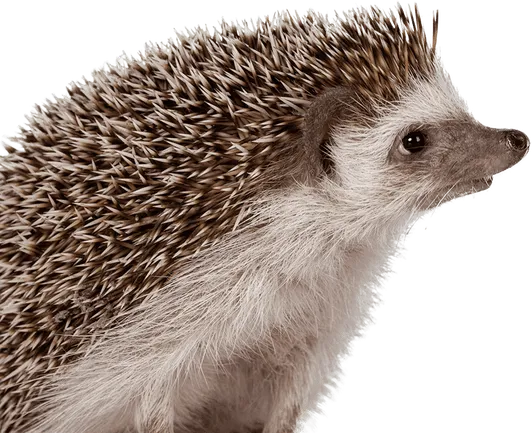 master-exoticos-dato