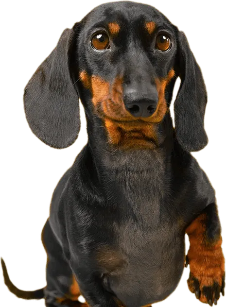 curso-auxiliar-fisioterapia-animal-dato