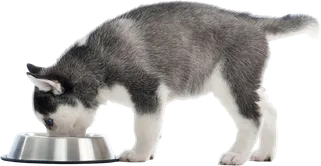 NUBIKA_Máster-Nutrición-Animal_DATO