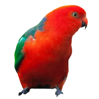 HOME-Pajarito-500x500-1