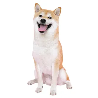 HOME-Perro-500x500-1_11zon