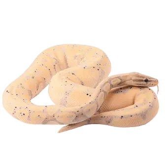 HOME-Serpiente-500x500-1-convertido-de-png