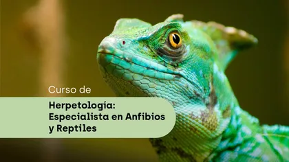 Herpetologia-frame