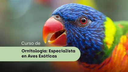 Curso de ornitología: especialista en aves exóticas