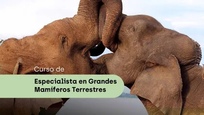 especialista-Mamiferos-Terrestres-frame