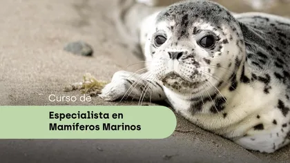 Especialista mamíferos marinos