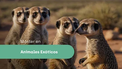 Máster en animales exóticos
