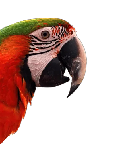 Recurso imagen animal obtención curso