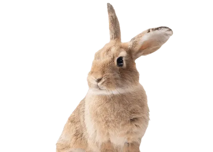 Contact Nubika recurso