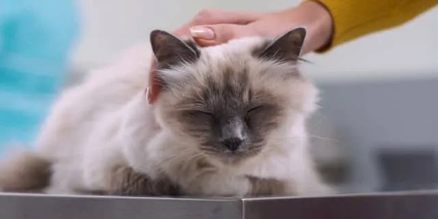 Imagen cabecera post