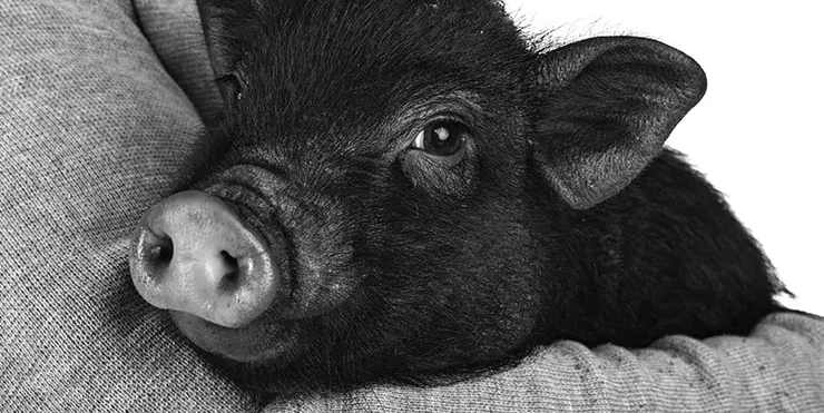 Imagen cabecera post