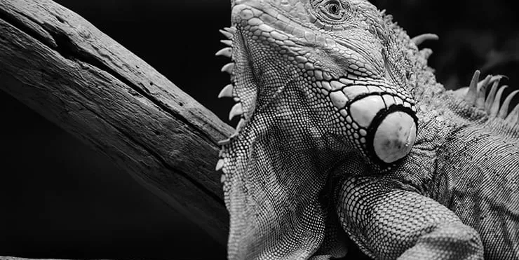 Imagen cabecera post