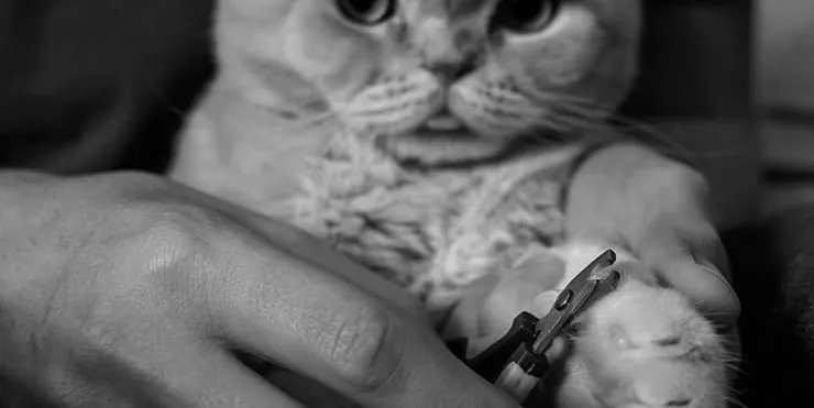 Imagen cabecera post