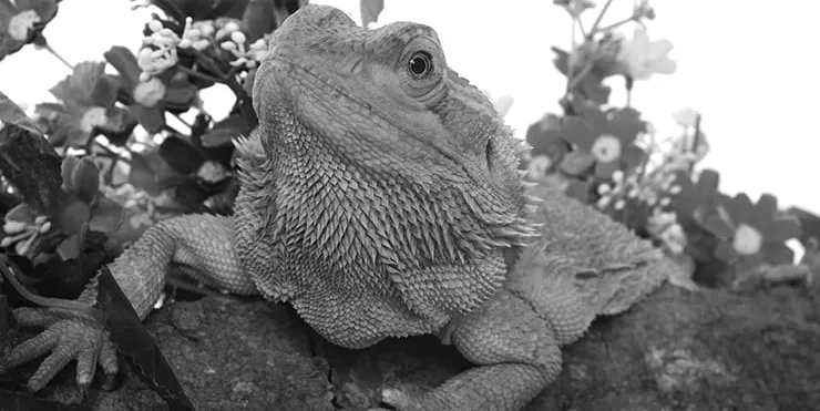 Imagen cabecera post