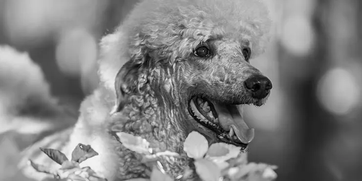 Imagen cabecera post