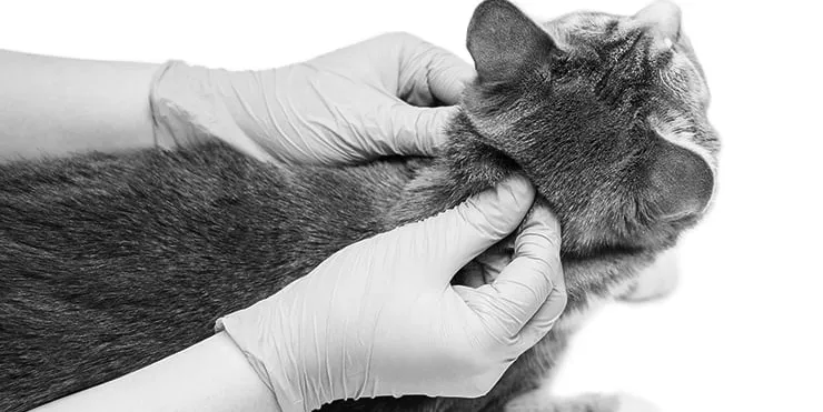 Imagen cabecera post