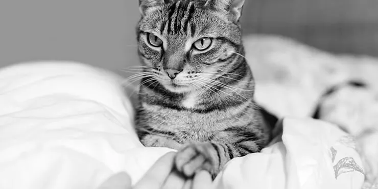 Imagen cabecera post