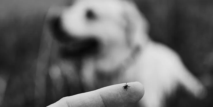 Imagen cabecera post