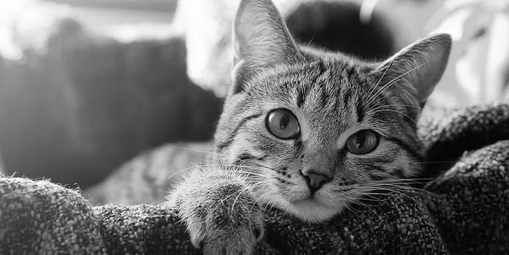 Imagen cabecera post