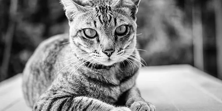 Imagen cabecera post