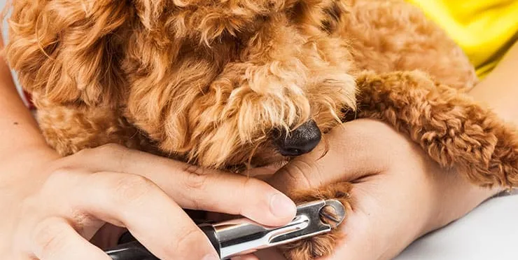 Imagen cabecera post