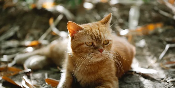 Imagen cabecera post