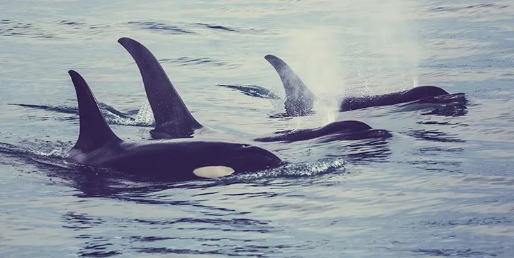 Imagen cabecera post