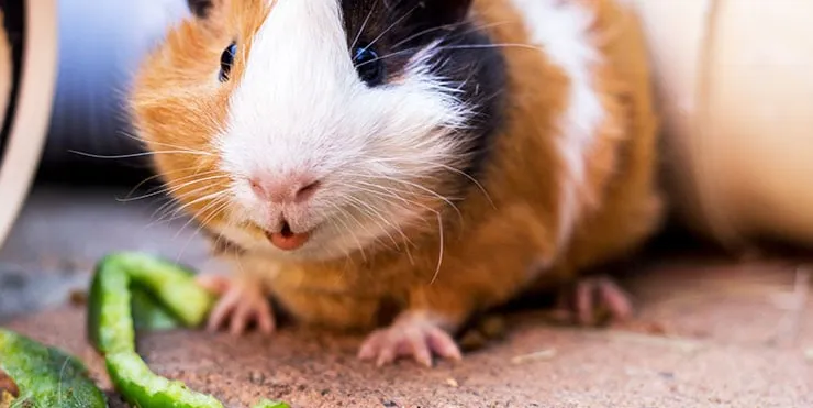 Imagen cabecera post