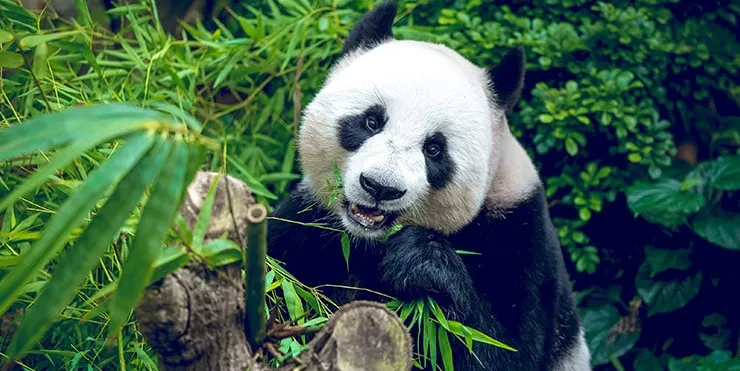 Imagen cabecera post