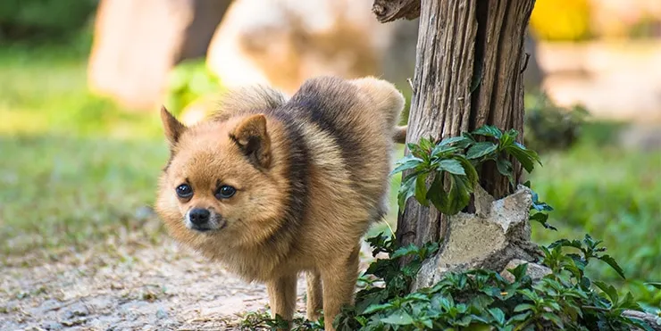 Imagen cabecera post