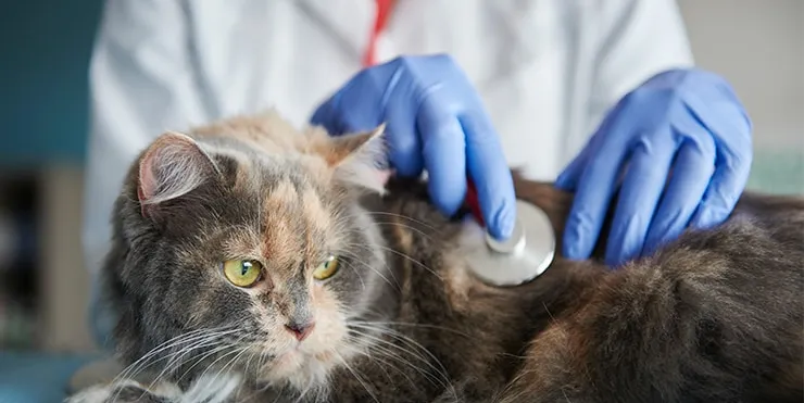 Imagen cabecera post