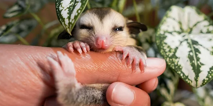 Imagen cabecera post